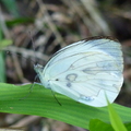 2014蝴蝶