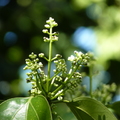 2020.2月.植物園