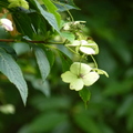 2023.07月北投.前山公園.橫嶺古道