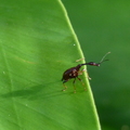 2015昆蟲