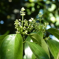 2020.2月.植物園