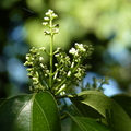 2020.2月.植物園