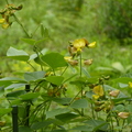 2023.03-06月.植物園