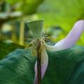 2020.05月.植物園