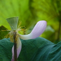 2020.05月.植物園