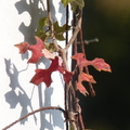 2024.01-03月.植物園