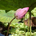 2020.05月.植物園