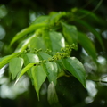 蝴蝶幼蟲食草植物