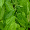 蝴蝶幼蟲食草植物