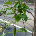 蝴蝶幼蟲食草植物