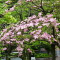 2019.04.24-25佐嘉神社散策