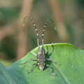 2015昆蟲