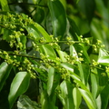 蝴蝶幼蟲食草植物