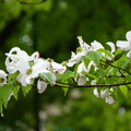 2019.04.24-25佐嘉神社散策