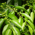 蝴蝶幼蟲食草植物