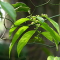 蝴蝶幼蟲食草植物