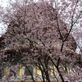 2012春花