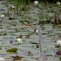 2019.04.23神野公園散策