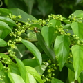 蝴蝶幼蟲食草植物