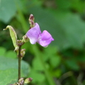 2024.01-03月.植物園