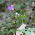 2024.01-03月.植物園