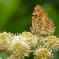 2014福山植物園