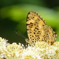 2014福山植物園