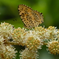 2014福山植物園