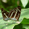 2016蝴蝶