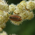 2014福山植物園