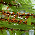 蝴蝶幼蟲食草植物