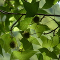 2023.07.04北投.前山公園.橫嶺古道