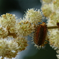 2014福山植物園