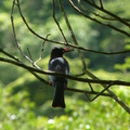 2023.07.04北投.前山公園.橫嶺古道