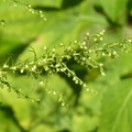 2020.09月-植物園