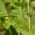 2020.09月-植物園