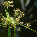 2020.09月-植物園