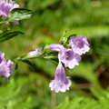 2014福山植物園