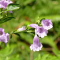 2014福山植物園