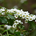 2017植物園