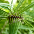 2020.09月-植物園