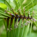 2020.09月-植物園