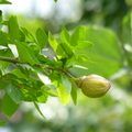 2018植物園(8月之後)