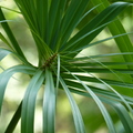 2020.09月-植物園