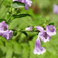 2014福山植物園