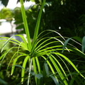 2020.09月-植物園