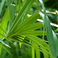 2020.09月-植物園