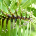 2020.09月-植物園