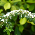 2017植物園