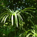 2020.09月-植物園